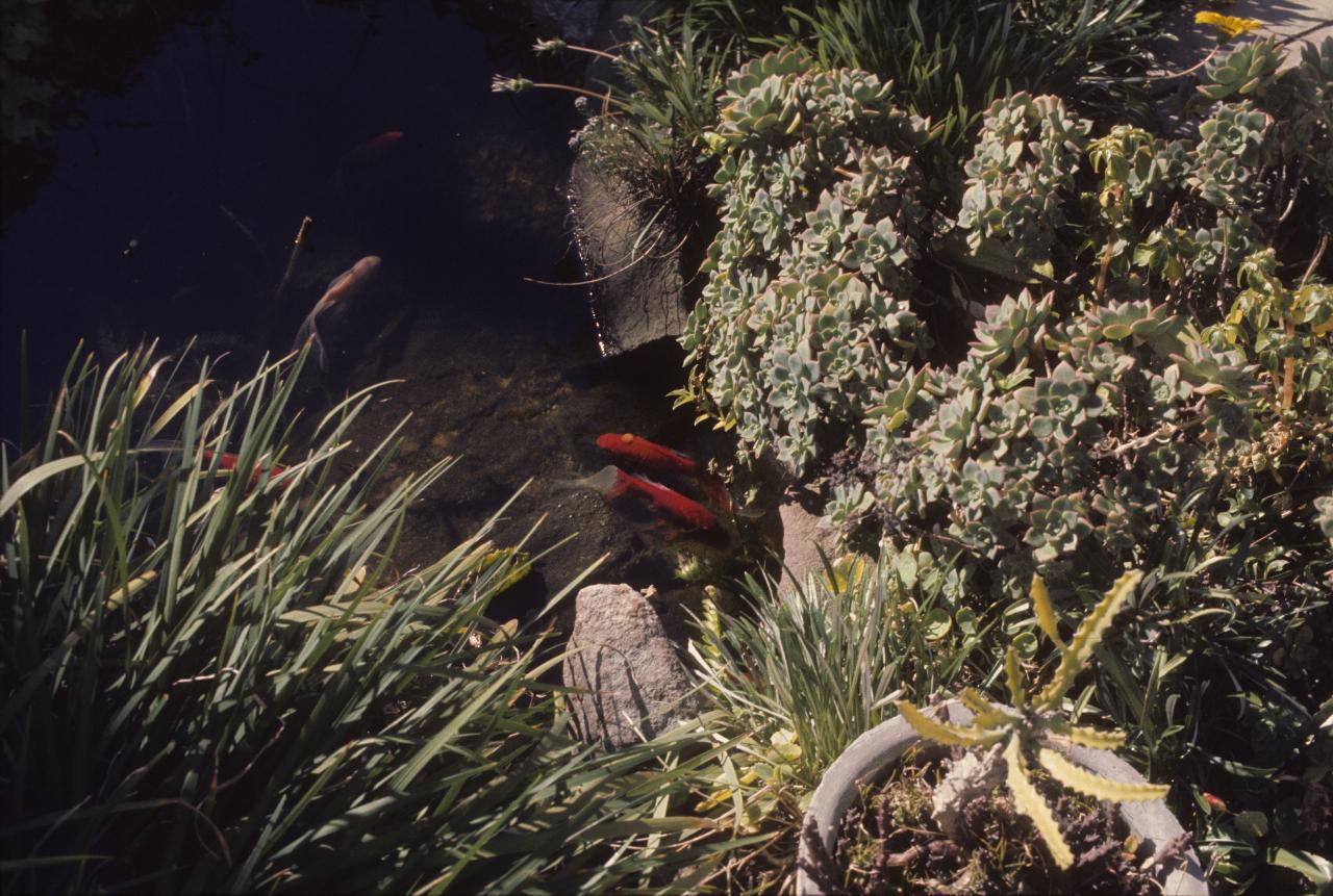 Couple of gold fish in pool surrounded by plants