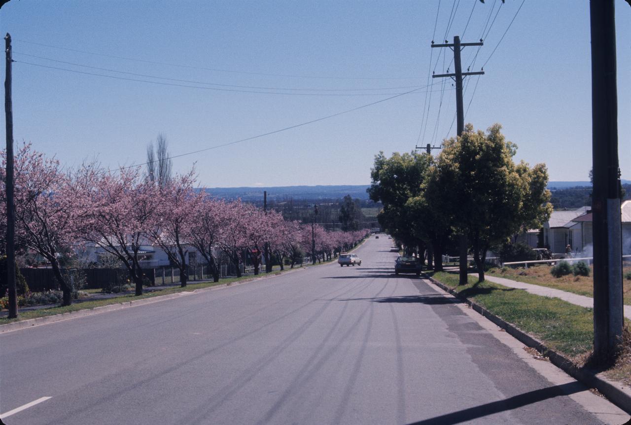 Suburban street with trees covered in pink blossoms on the left side