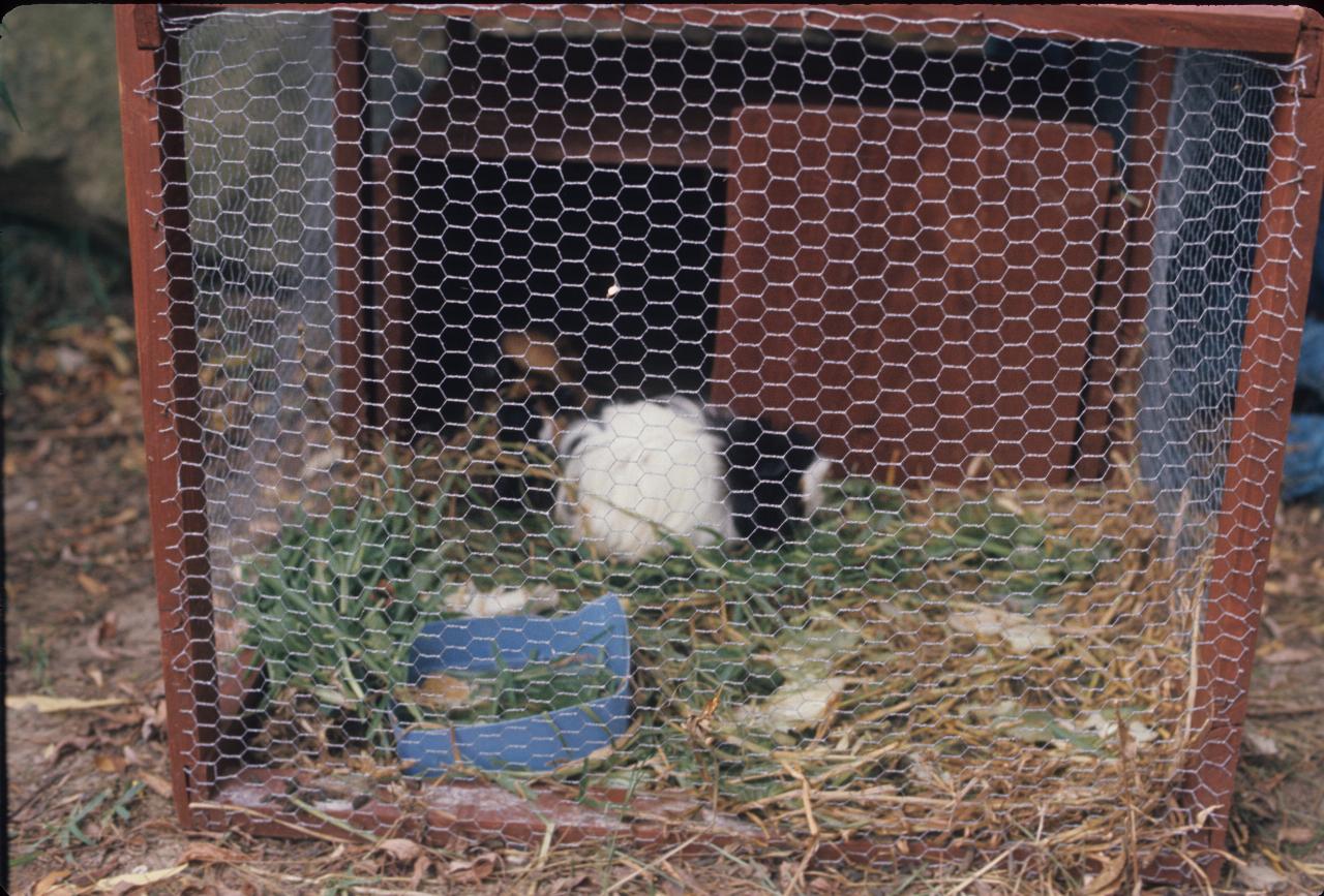 Cage with a wire mesh front and guinea pigs inside