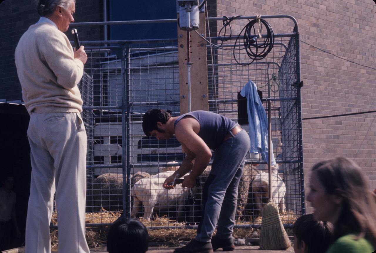 Sheep, shearer and commentator on the back of a truck