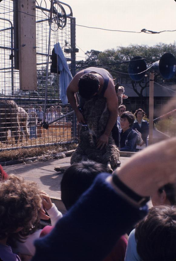 Shearer bending over the sheep