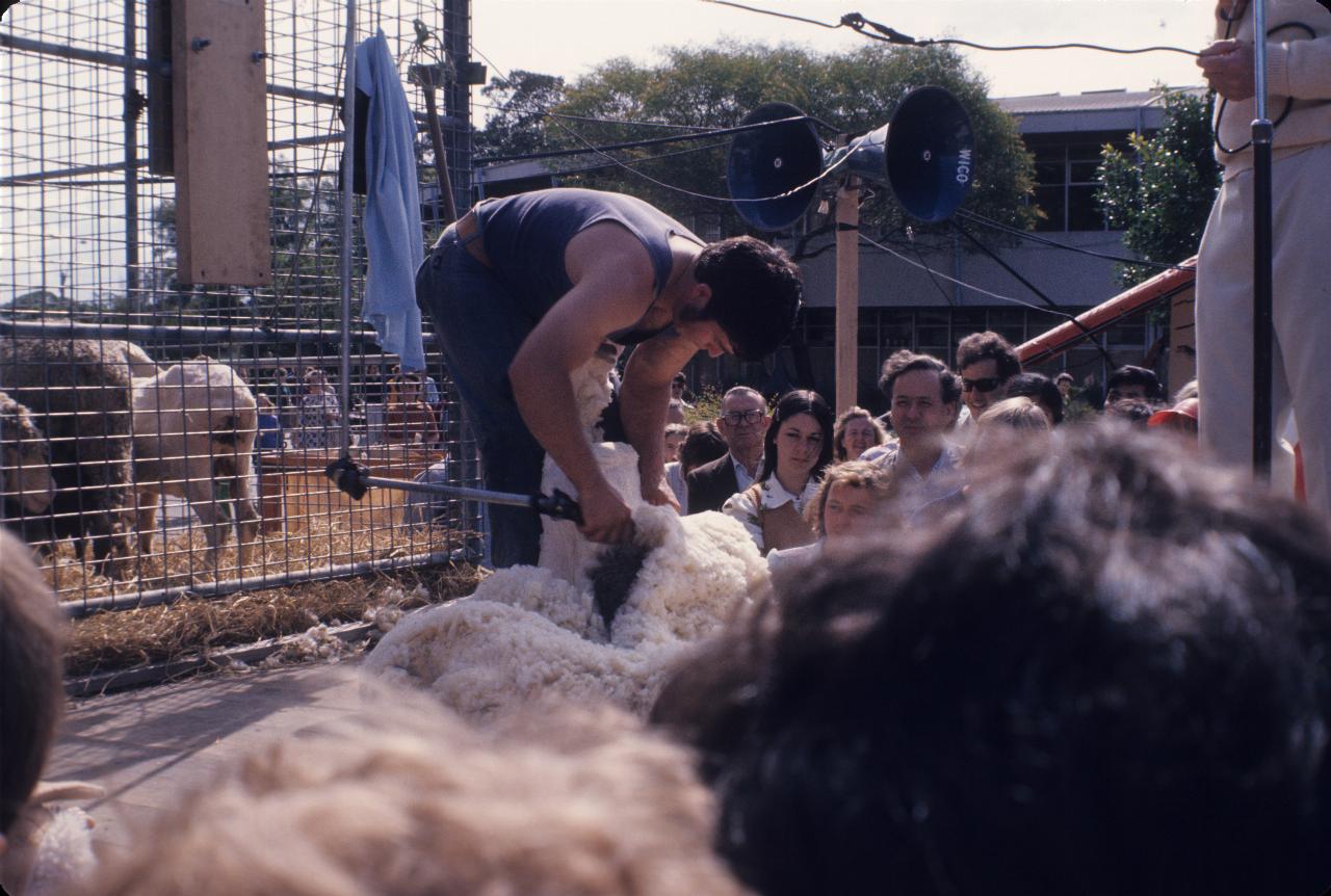 Shearer bending over the sheep, with wool clip around