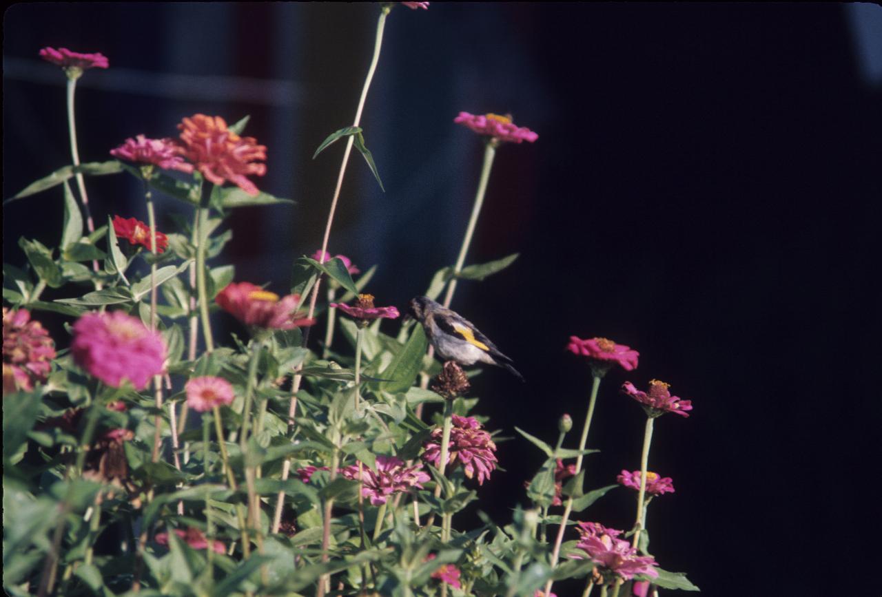 Bird sitting on branch among flowers