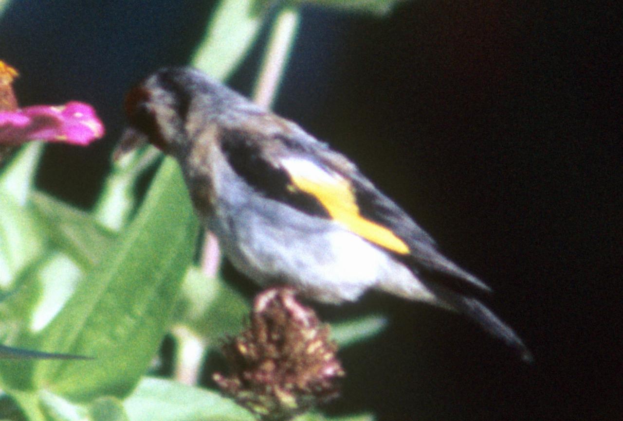 Close up of bird sitting on branch among flowers