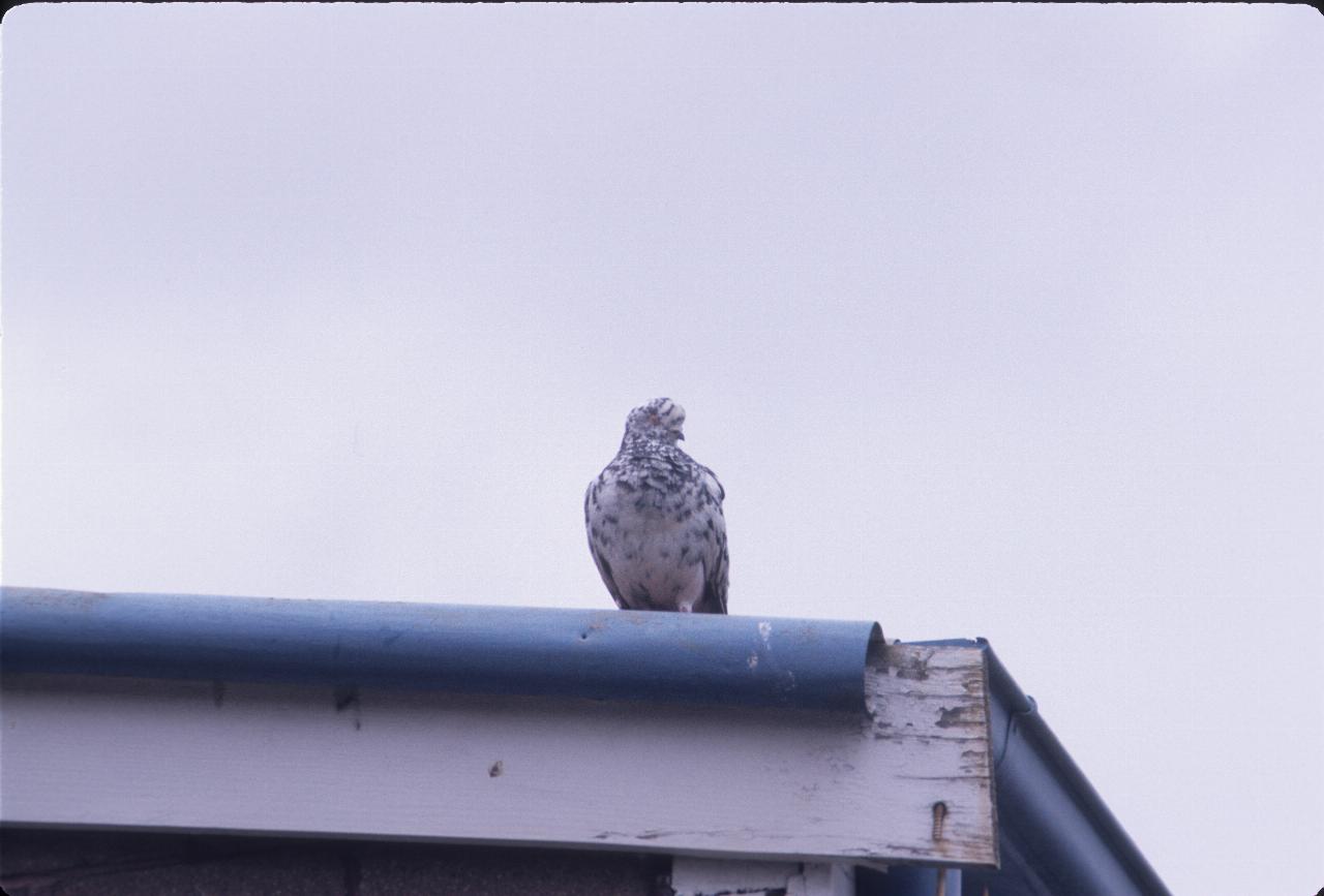 White pidgeon like bird on edge of roof