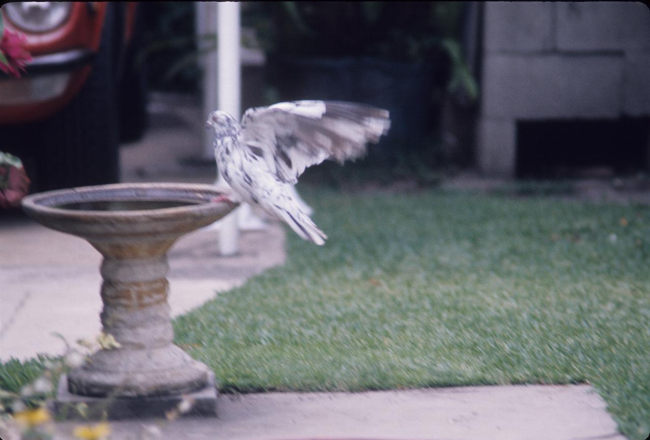 White pidgeon like bird landing on bird bath