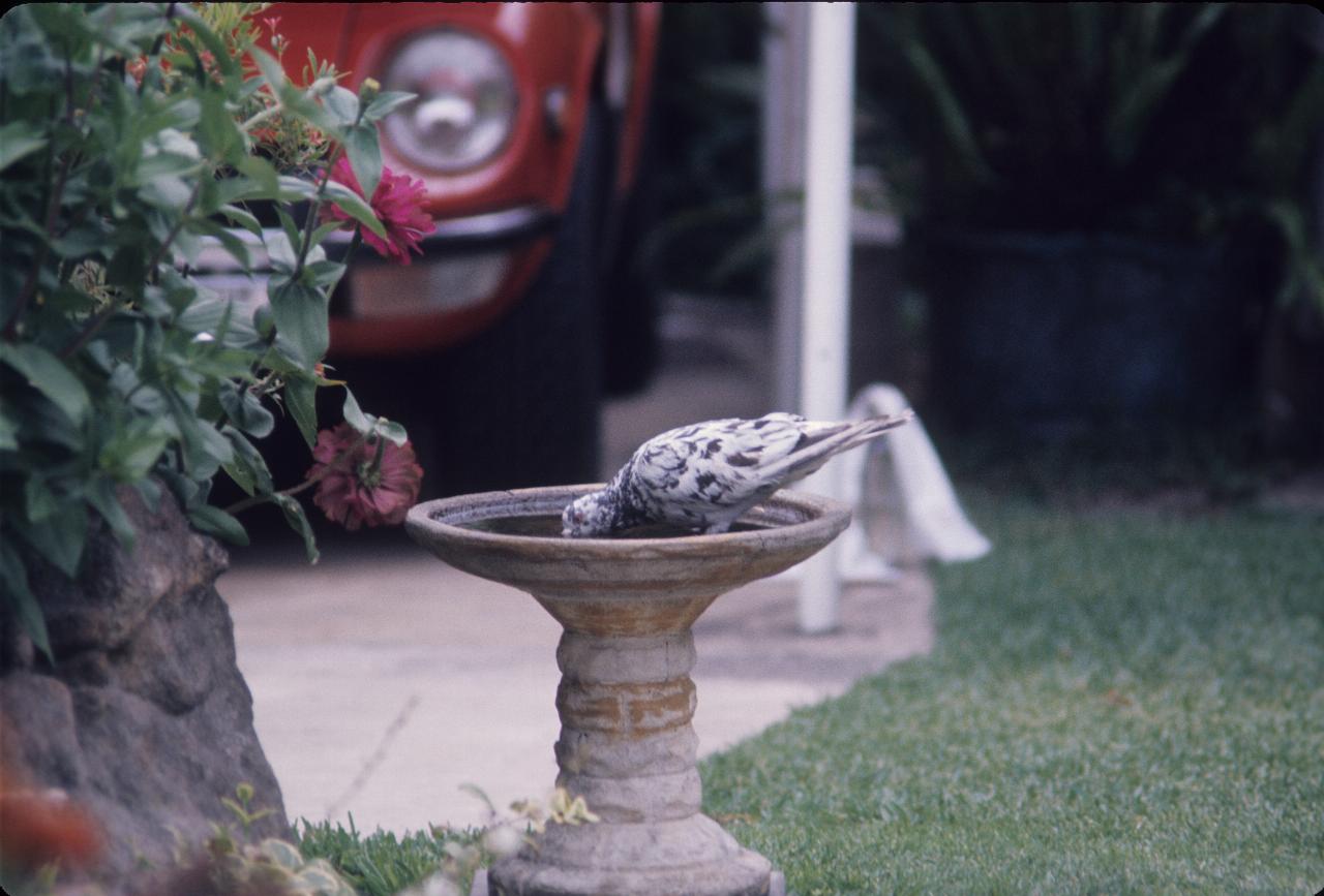 White pidgeon like bird drinking bird bath