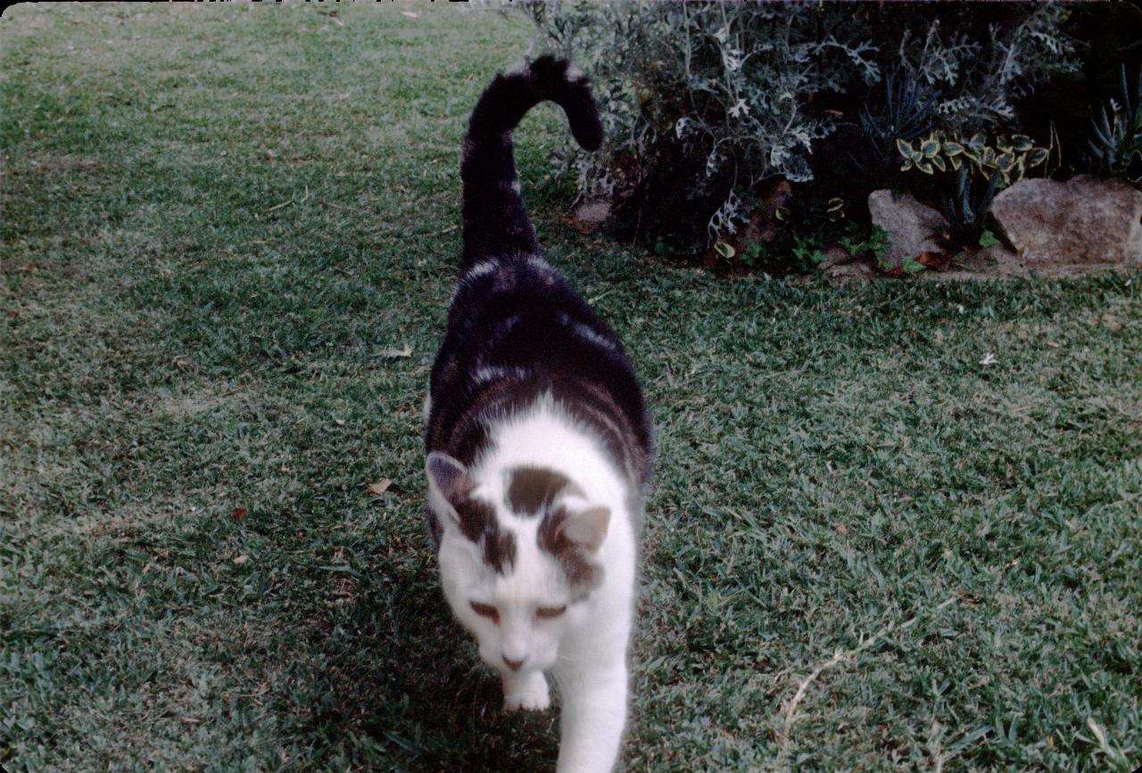 White, tan and black cat walking over grass, seen from above