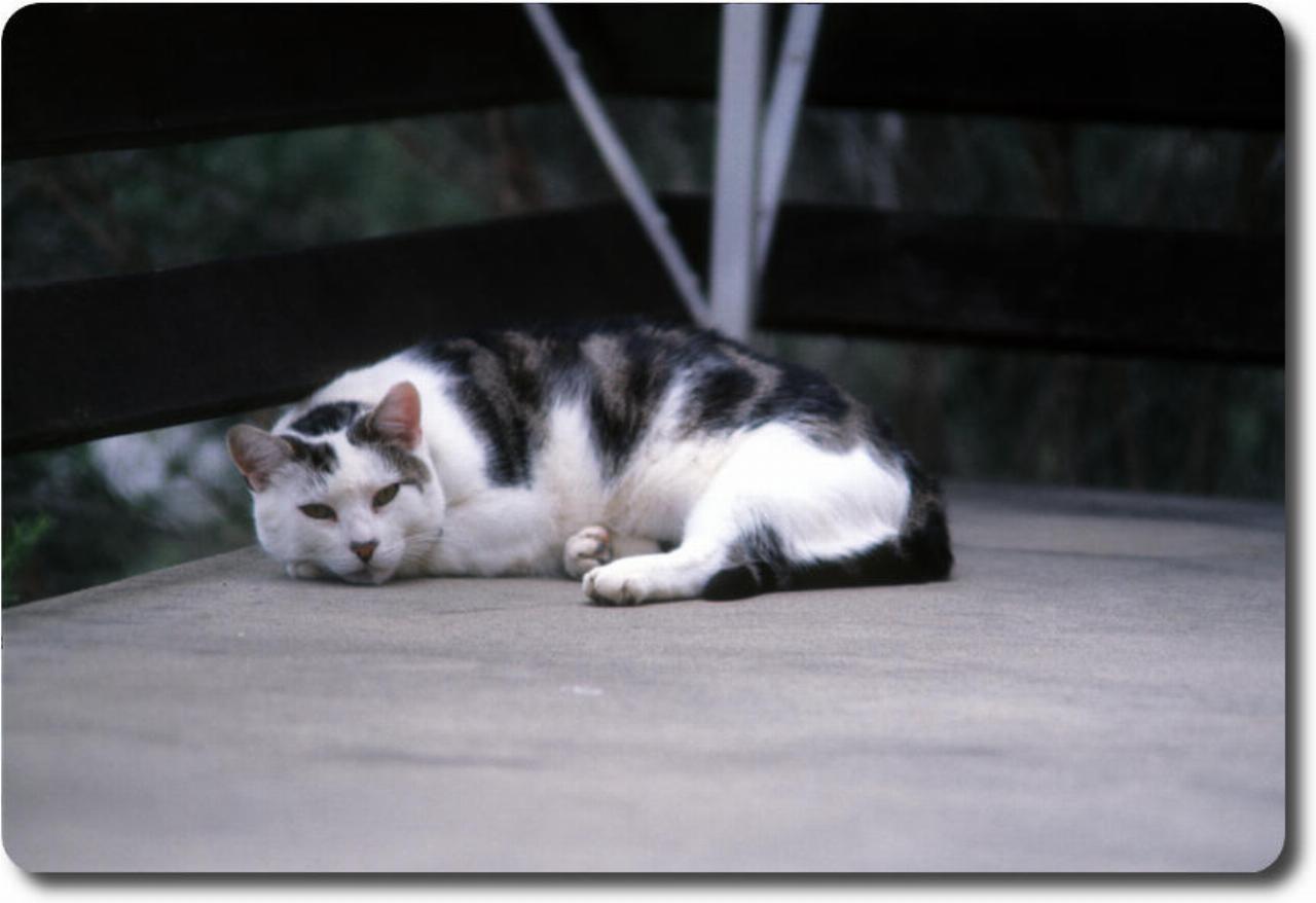 Black and white cat lying on cement slab