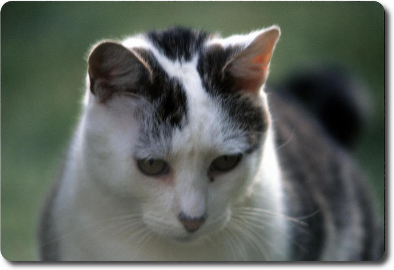 Close up head shot of black and white cat