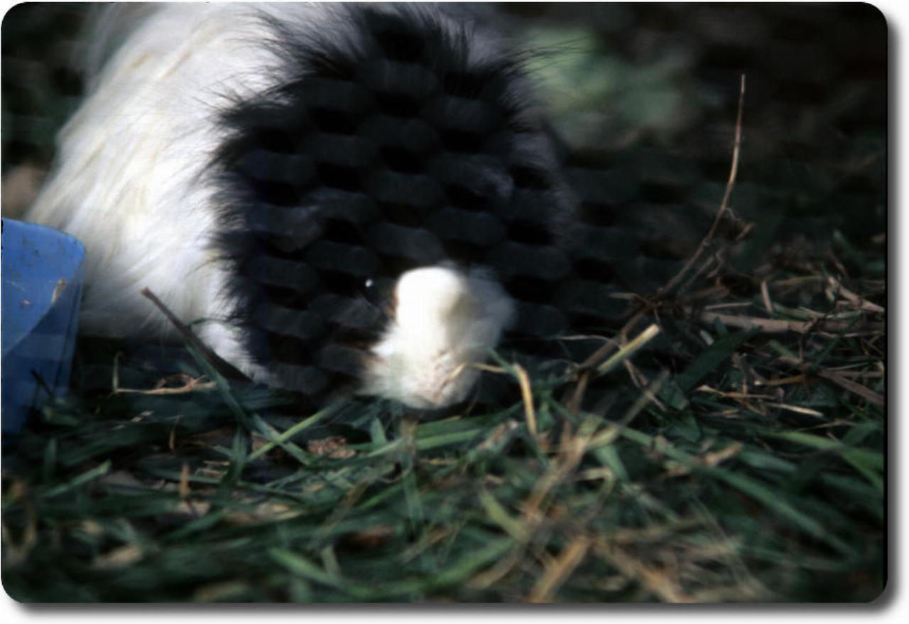 Close up of guinea pig in cage