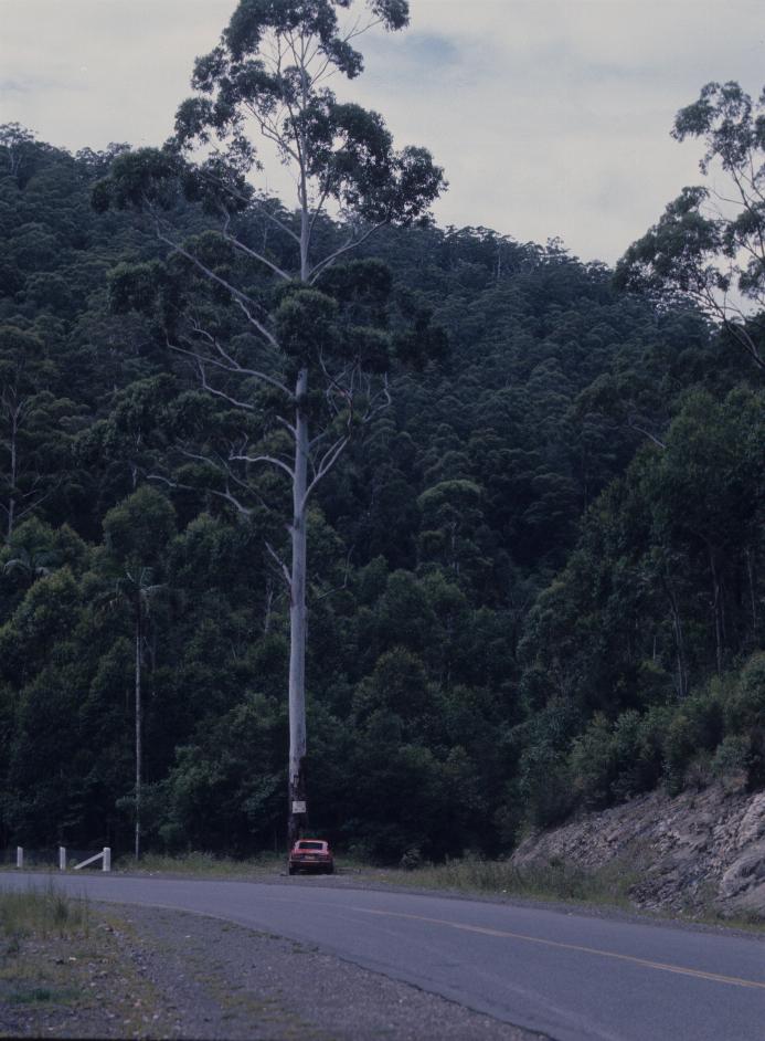 Small car parked in front of very tall tree