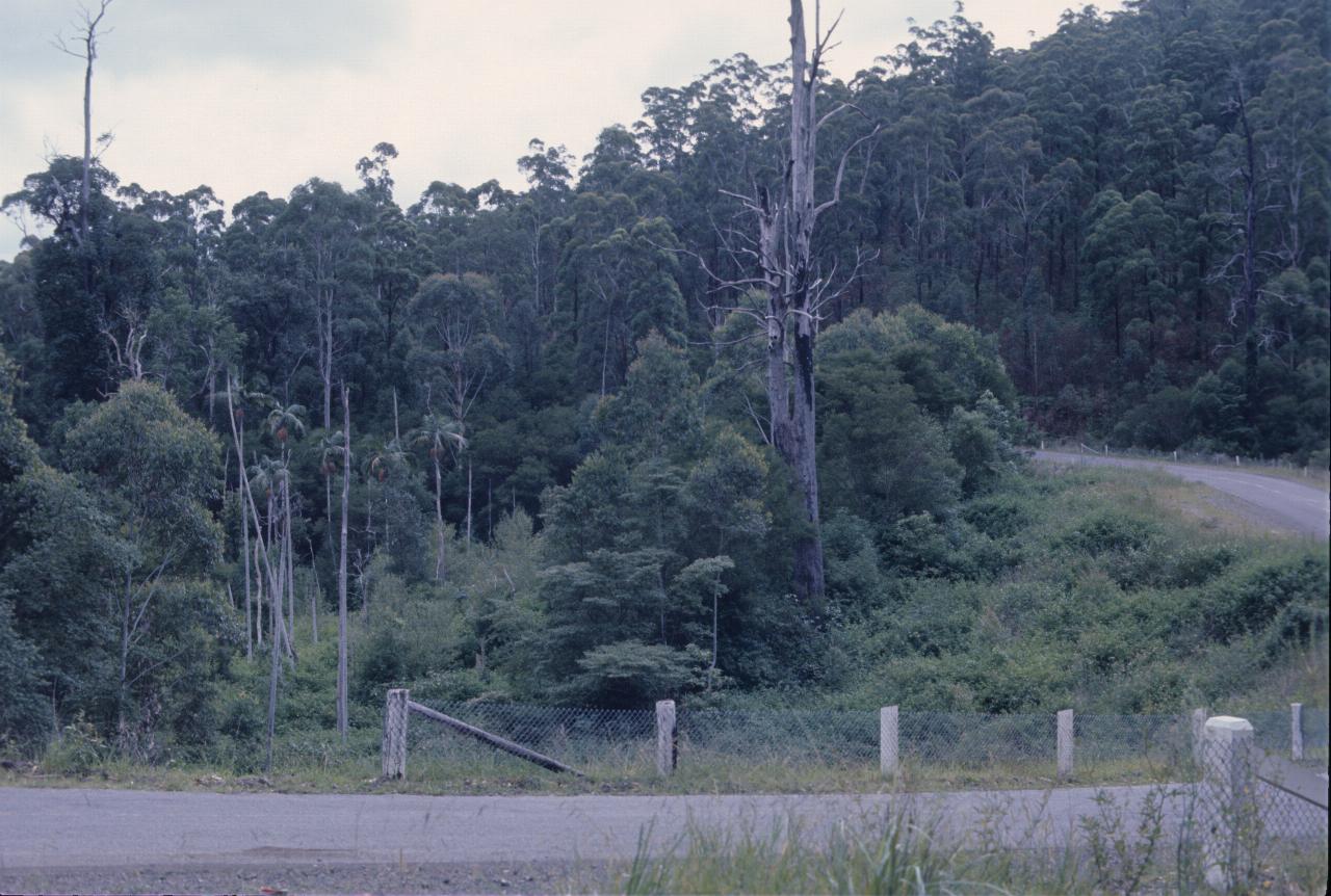 Sealed road rounding dense bush