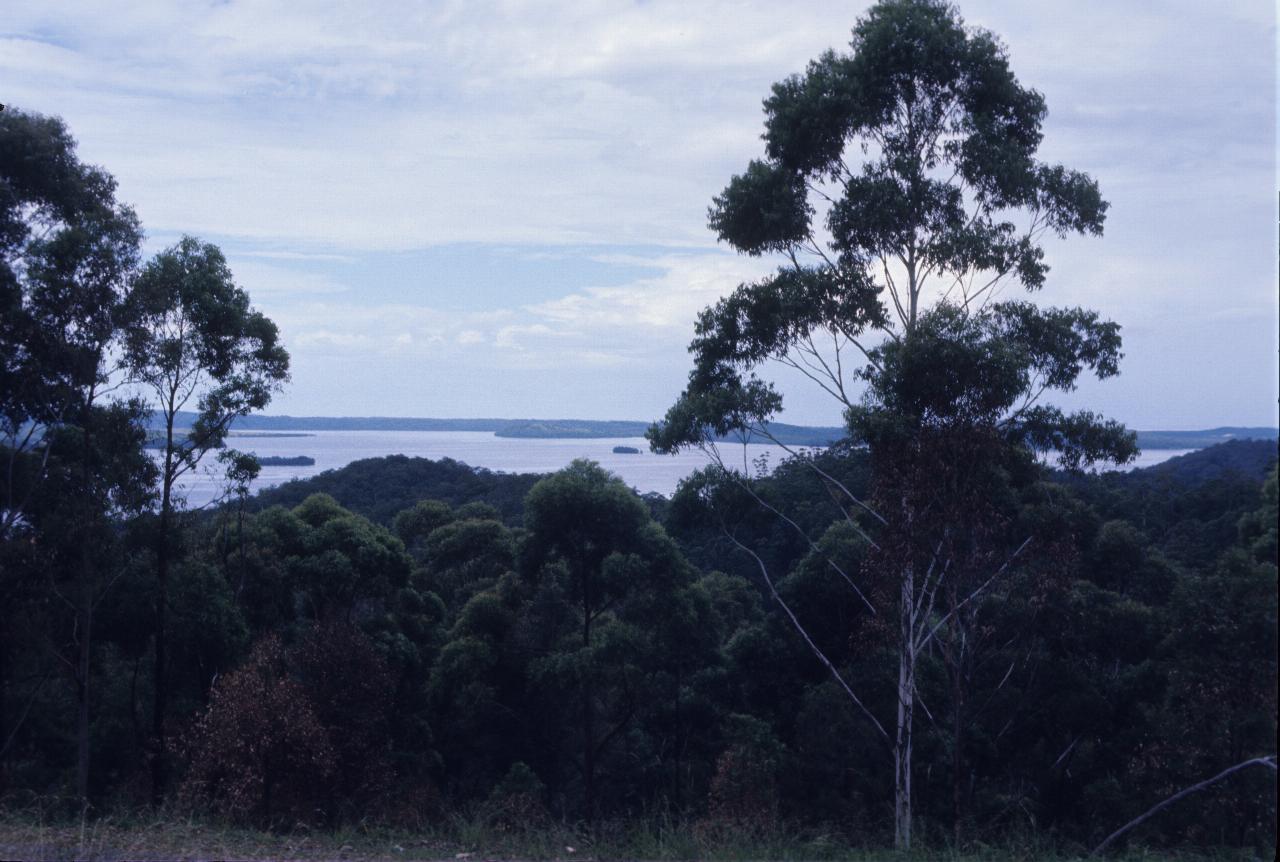 View over trees to lake beyond