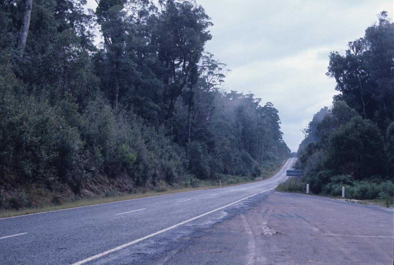 Road climbing slight hill, among dense forest, with a little low cloud