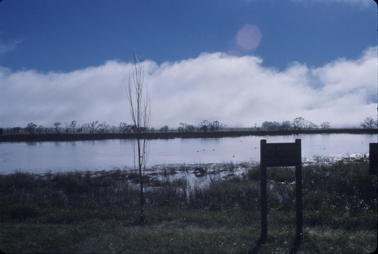 Lake with ducks in foreground, fog bank in the back