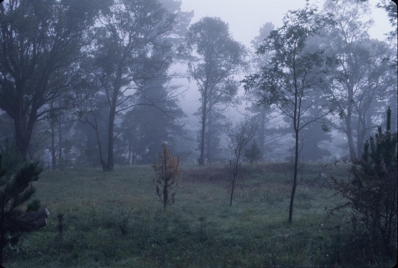 Trees in fog, with only indirect light