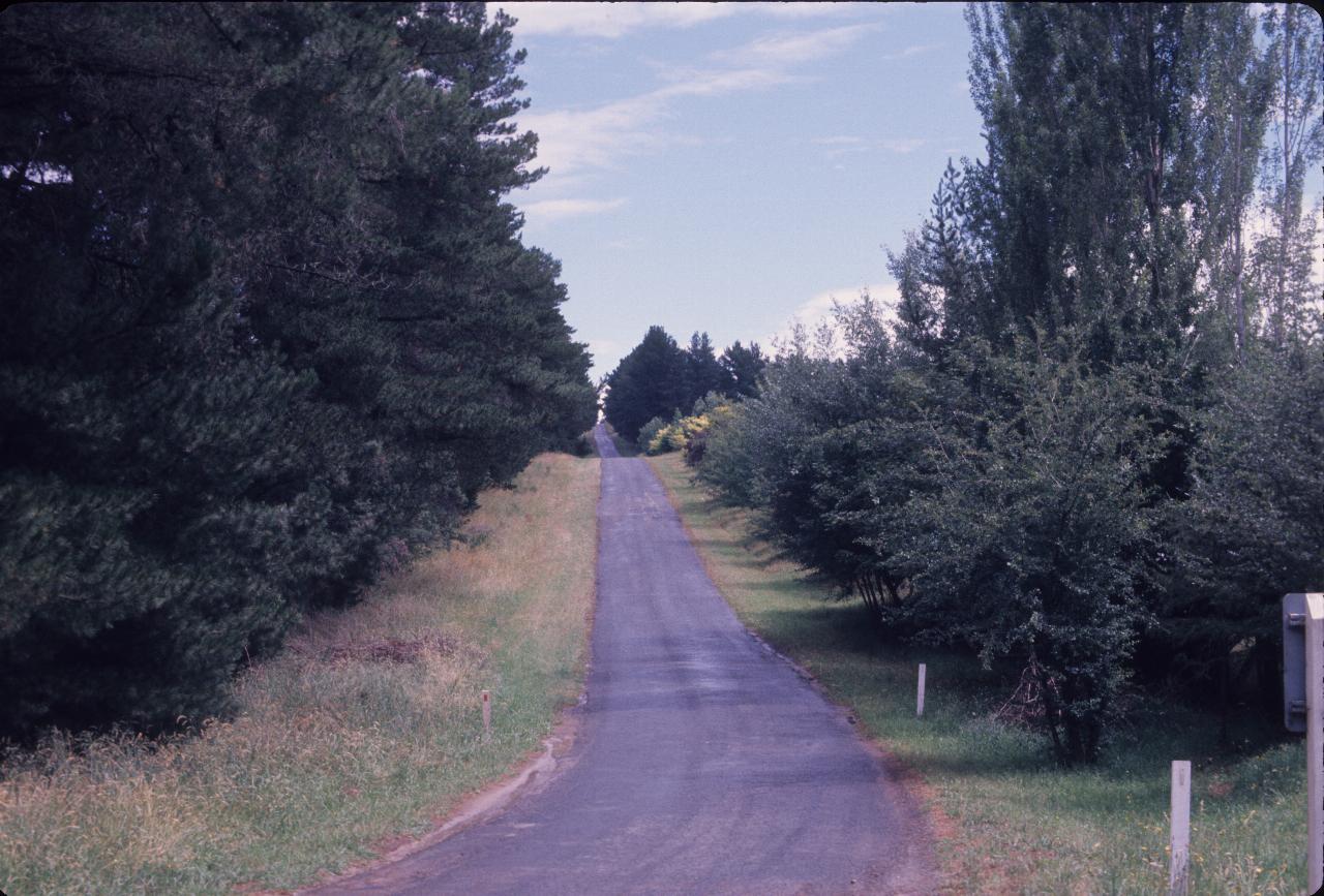 Narrow, sealed road between trees