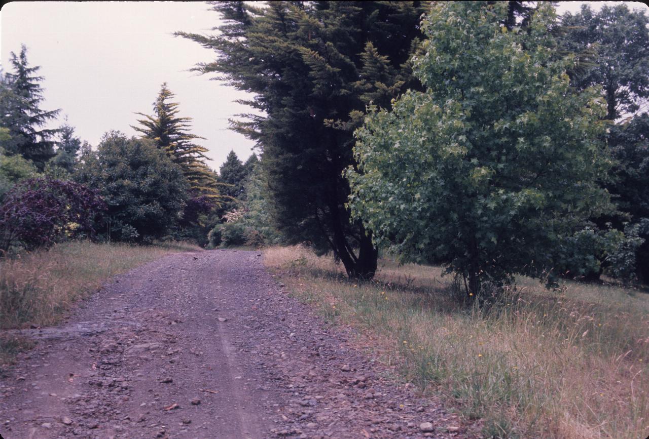 Gravel road between a variety of trees