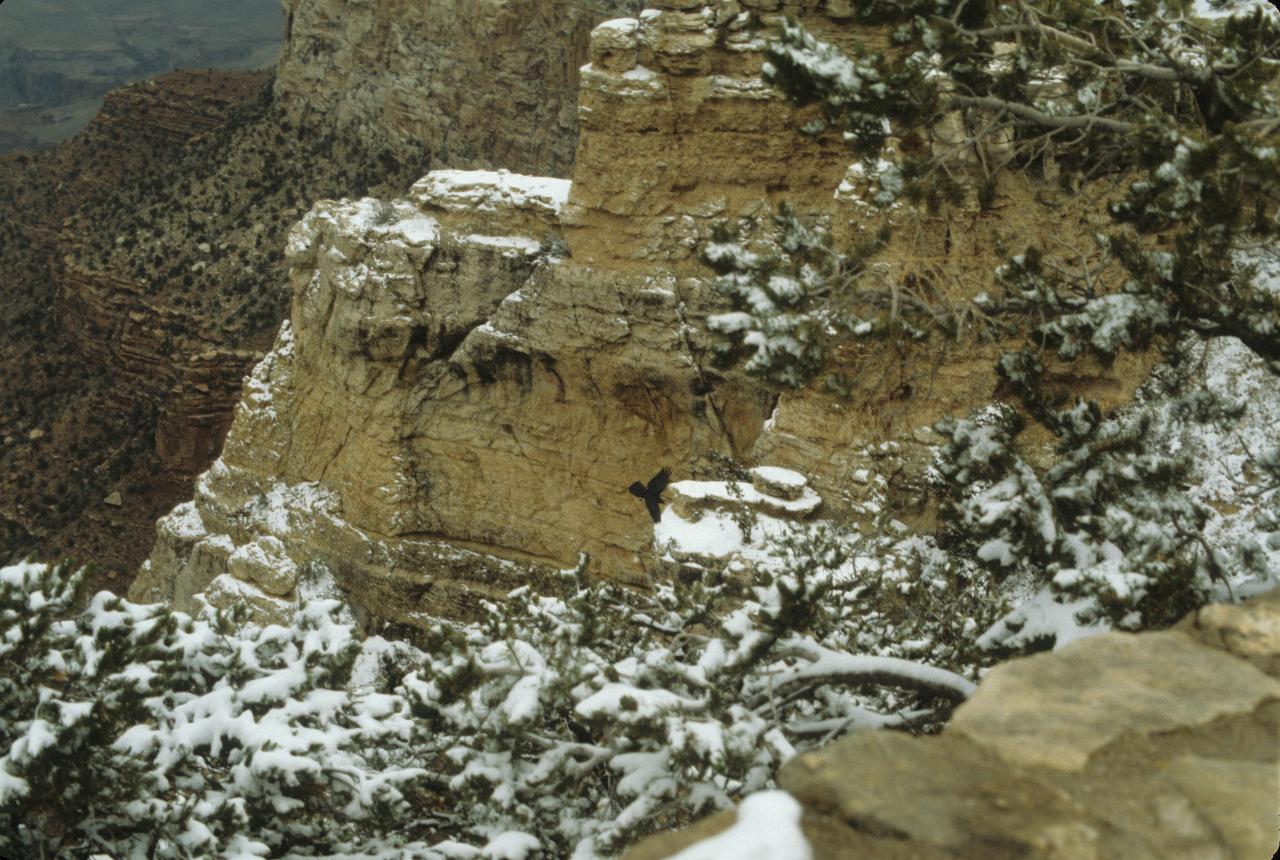 Snow covered south rim, and a raven