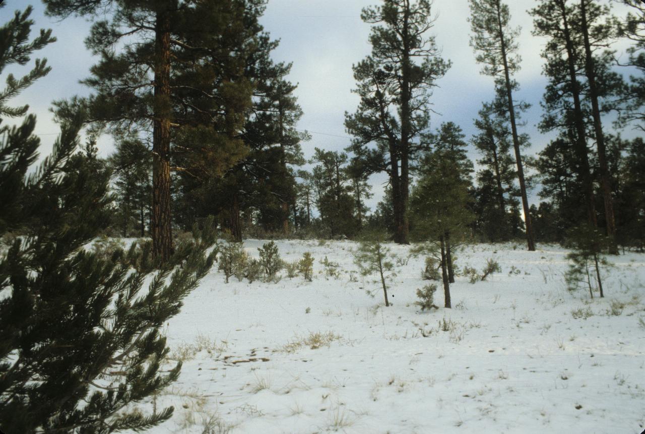 Grand Canyon Airport in snow