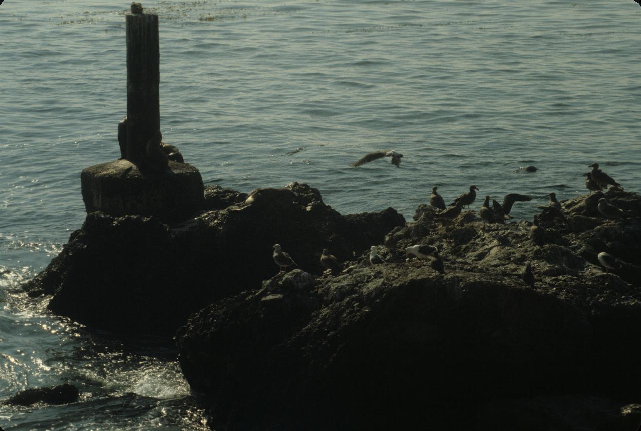 Sea gulls and sea lions near Marineland, Palos Verdes, CA