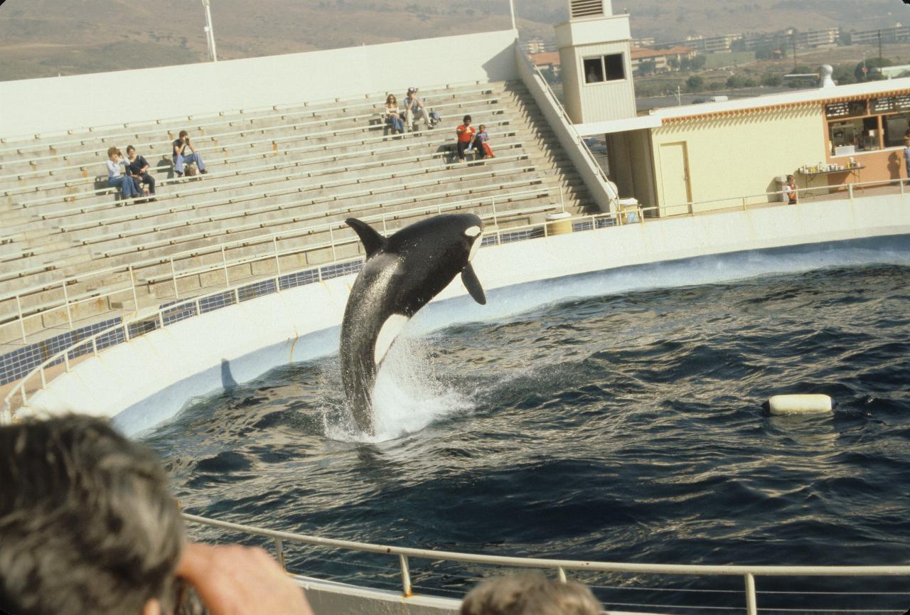 Killer whale (Orca) show