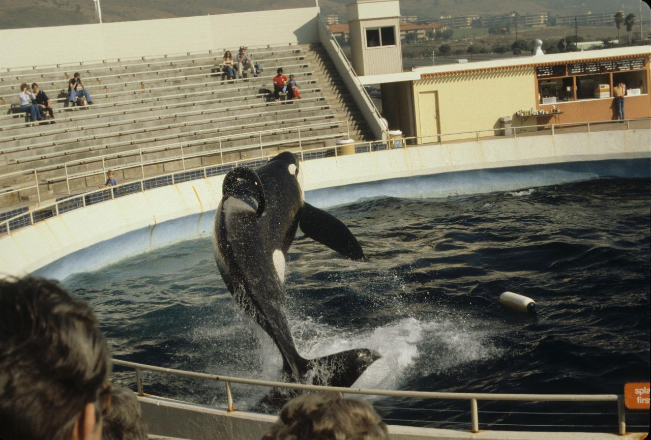 Killer whales at Marineland