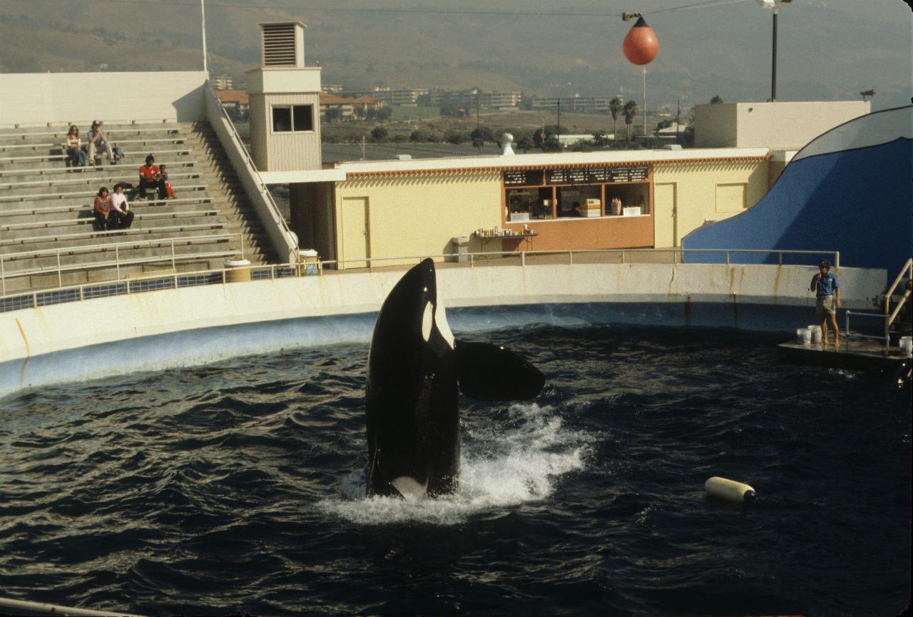 Jumping killer whale (orca) at Marineland