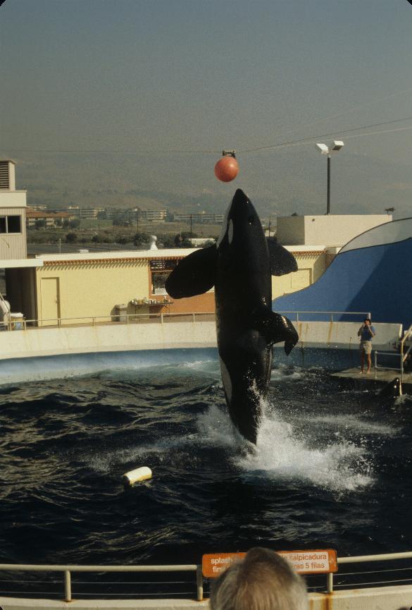 Killer whale leaps