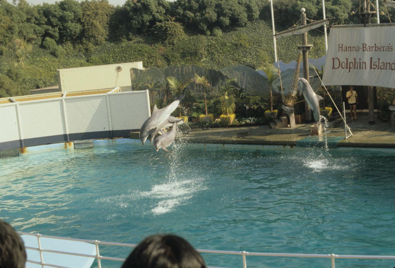 Three dolphins somersault