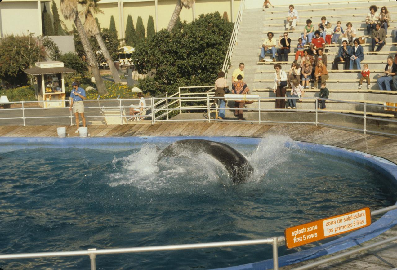 Pilot Whale at Marineland