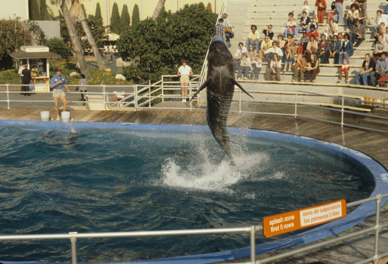 Pilot Whale leaps