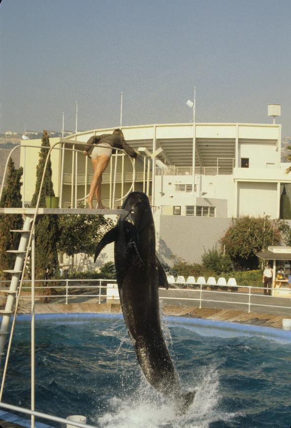 Pilot Whale feeding time