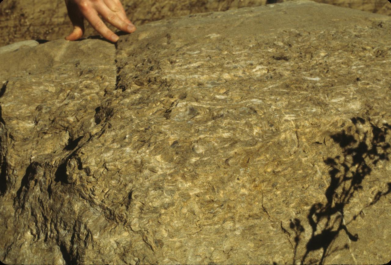 Rock at side of road, with shapes embedded, and a hand at the top for size