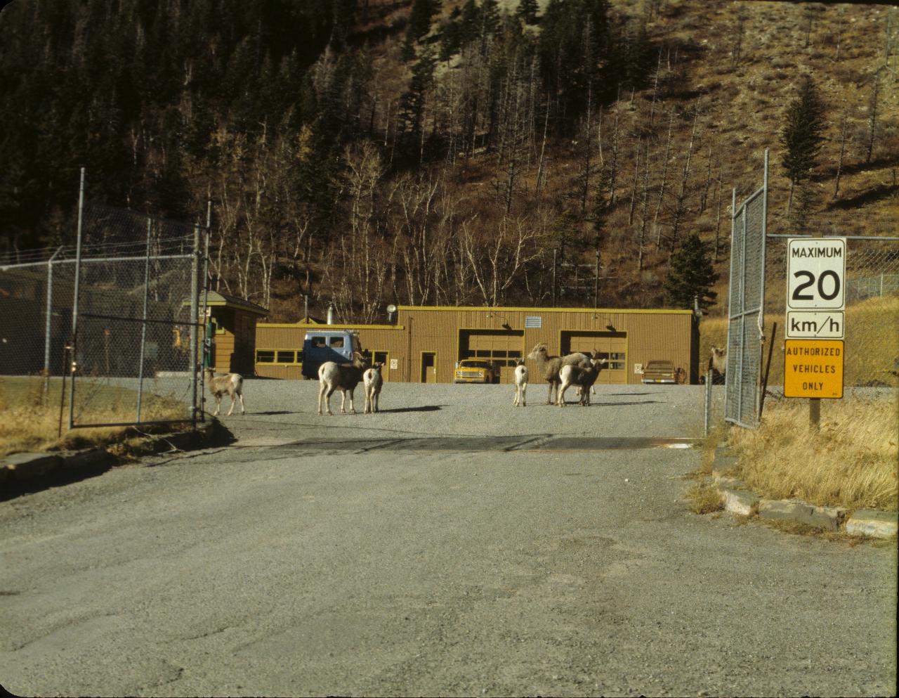 Sheep in road works depot