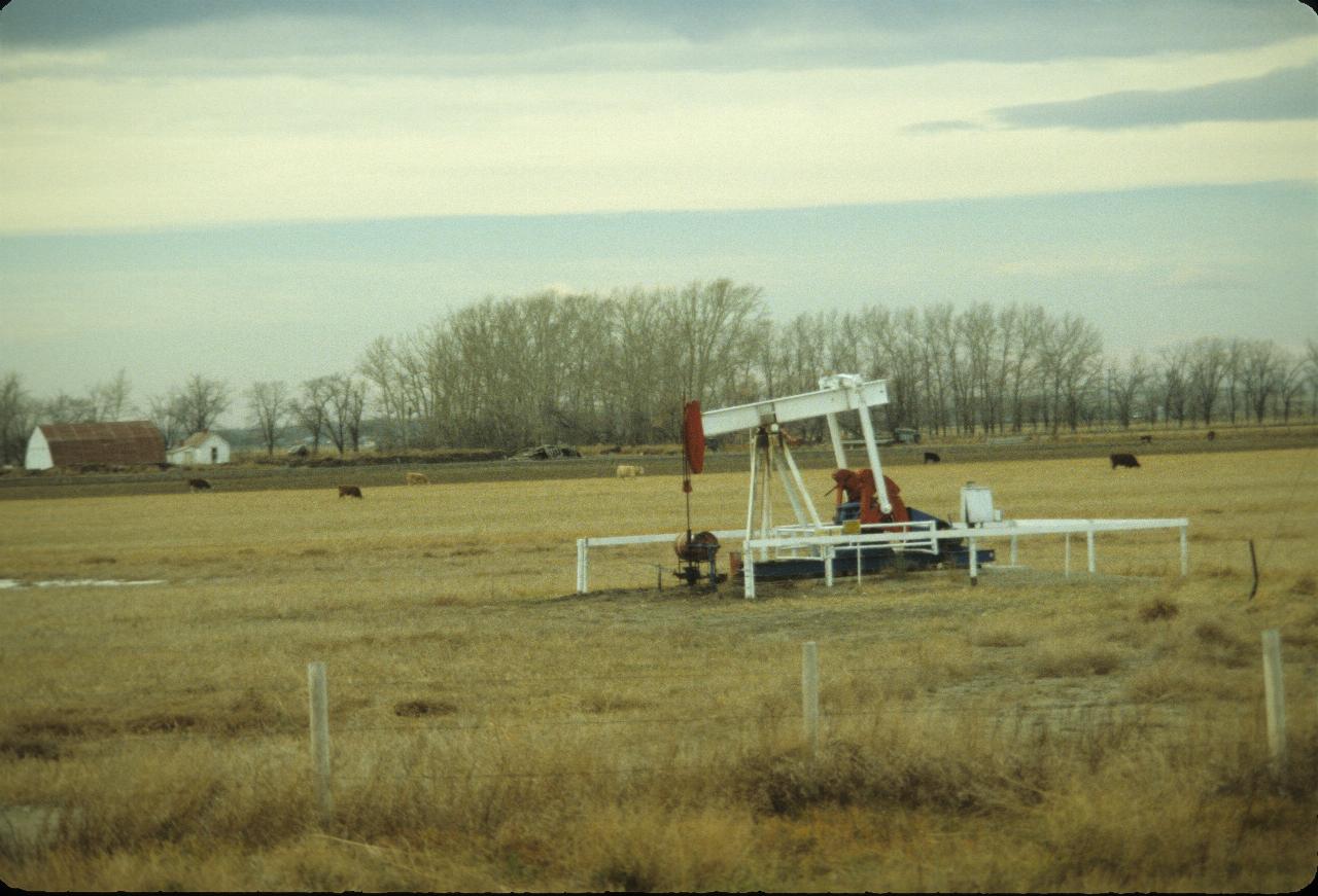 Oil pumper in a field with cattle in the background