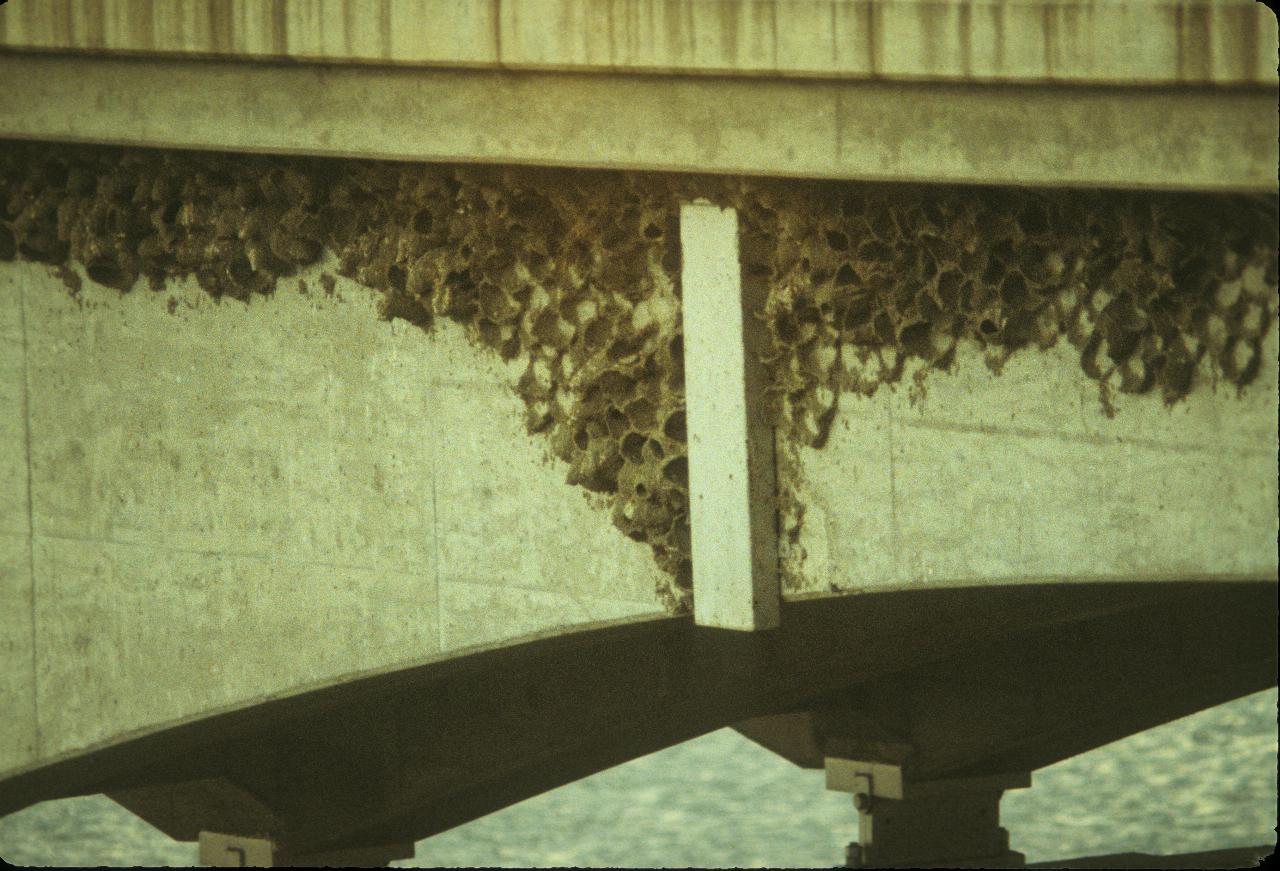 Concrete bridge span with mud nests on the side