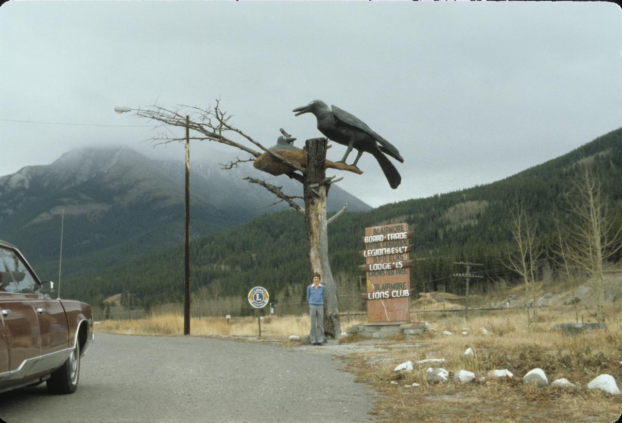 Dead tree at side of road with bigger than human sized crow at its nest