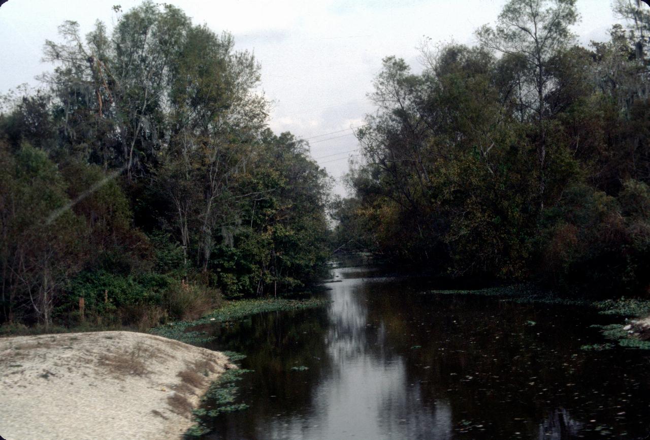 A bayou (marshy inlet or stagnant creek) north of New Orleans