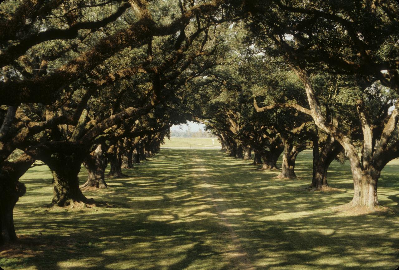 View down oak alley to Mississippi River levee