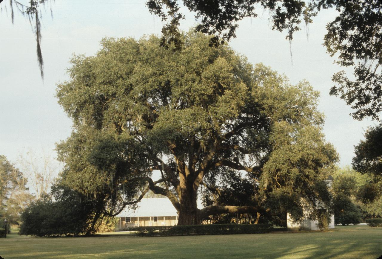 250 year old tree and boys house at Houmas House