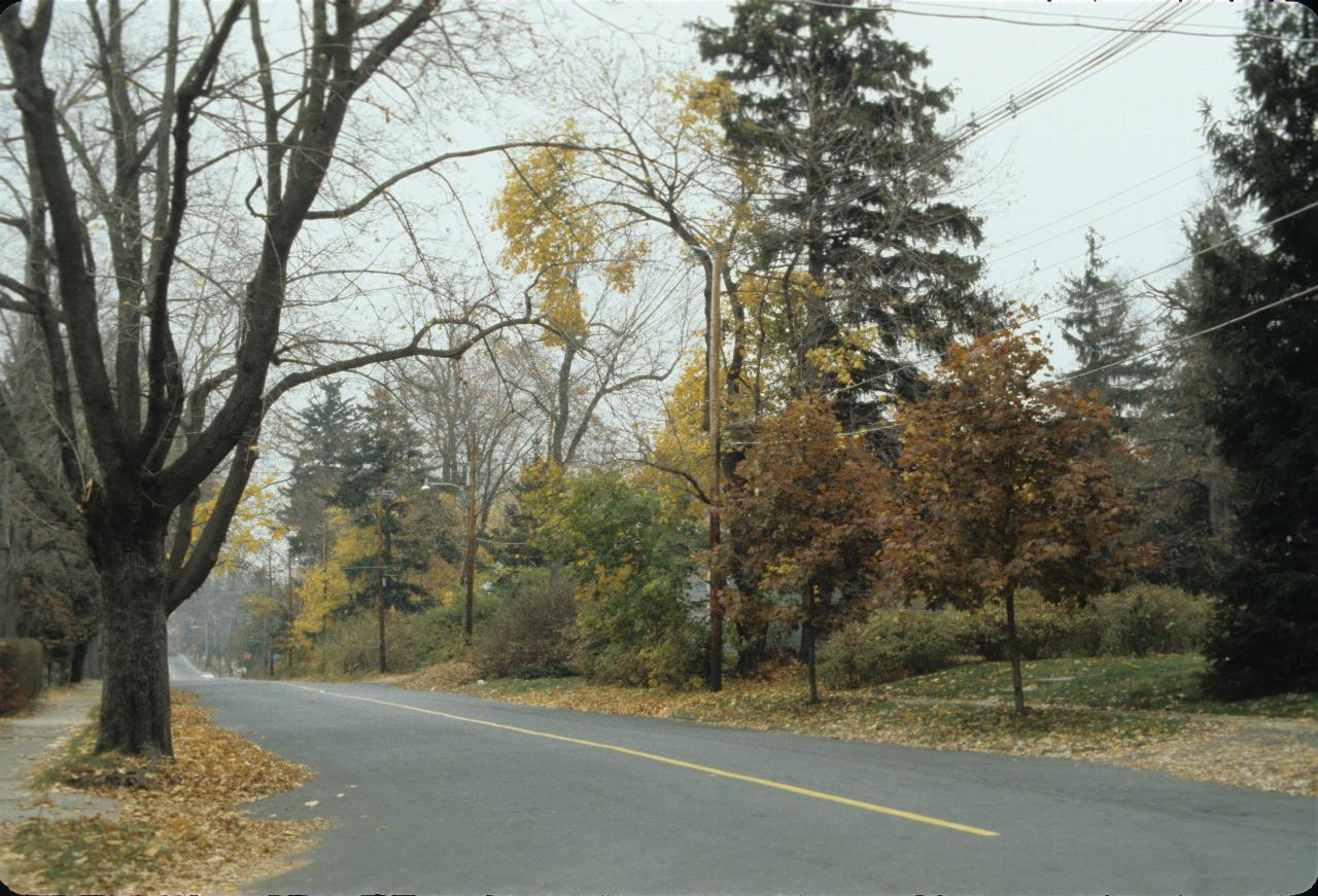 Street with trees and shrubs down both side; the trees loosing their leaves