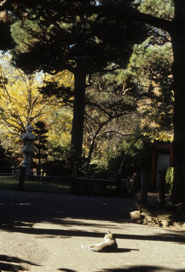 Japanese Garden in Golden Gate Park, San Francisco