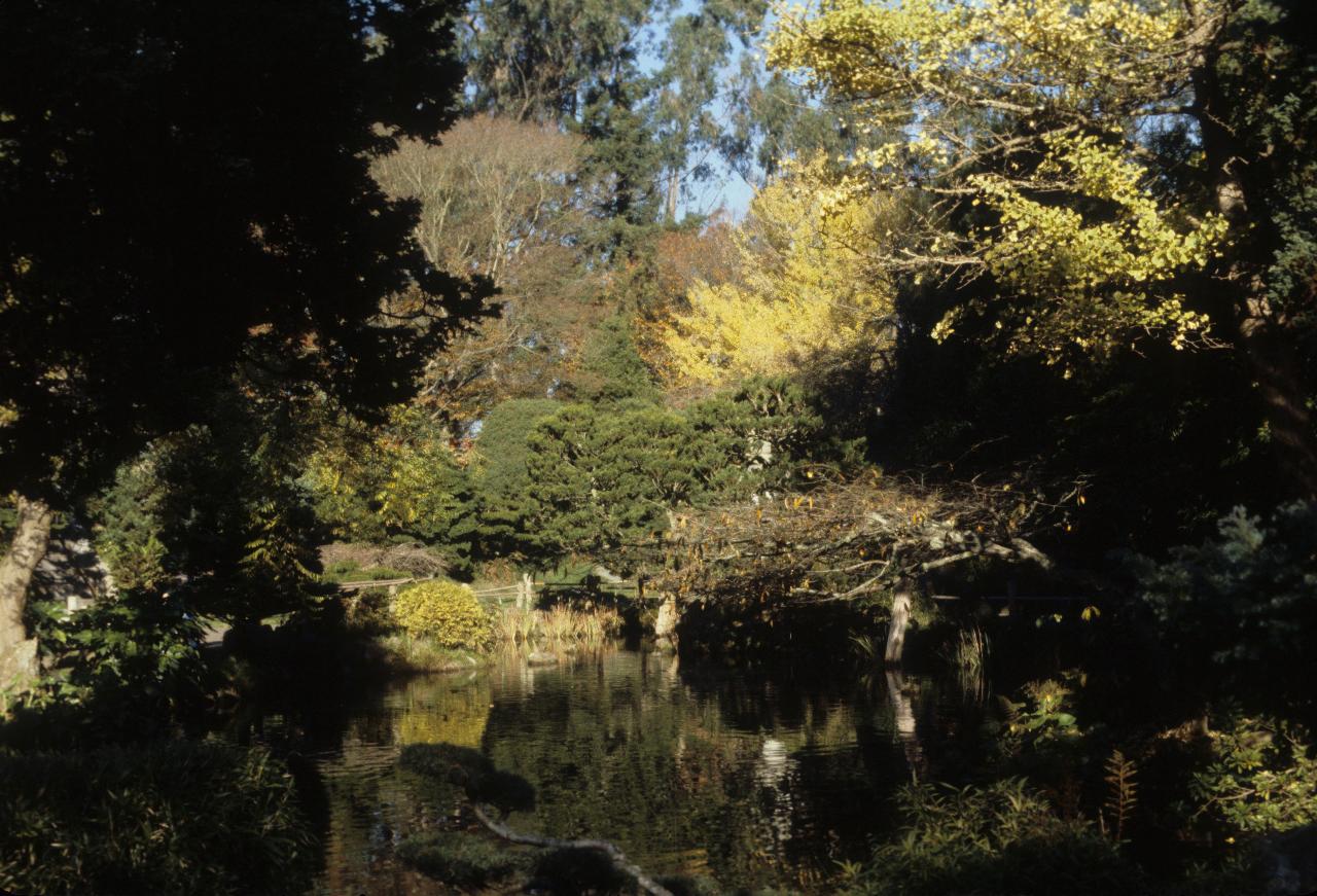 Japanese Garden in San Francisco's Golden Gate Park