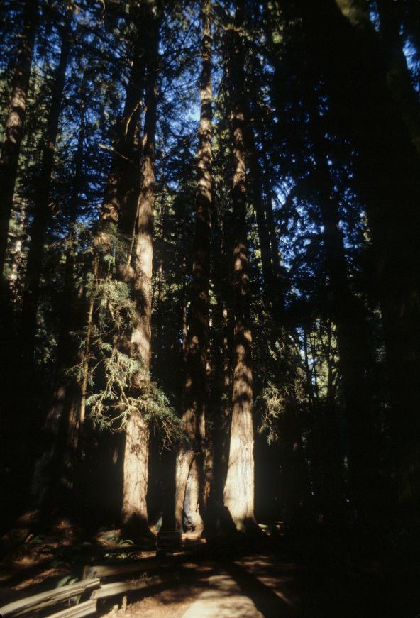 Redwood trees in Muir Wood, Marin County, CA