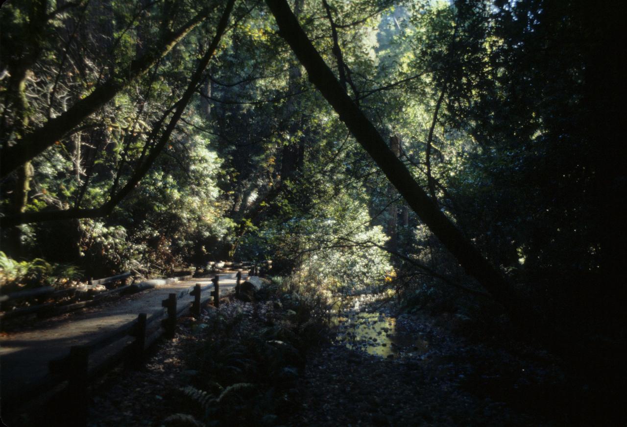 Muir Wood, Marin County, CA