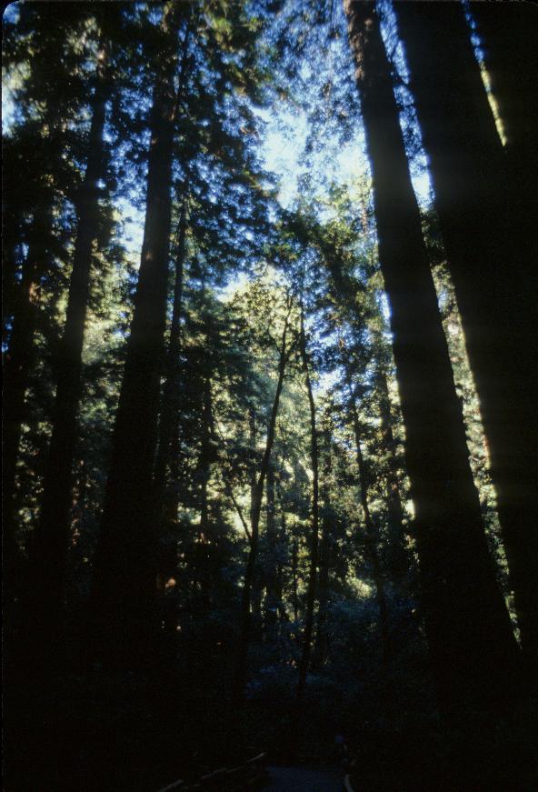 More redwoods in Muir Wood