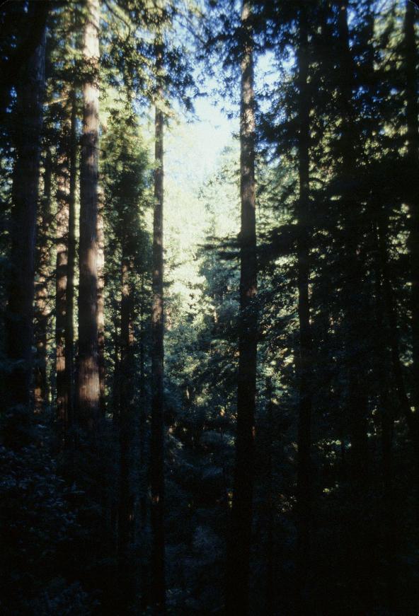 Still more redwoods in Muir Wood