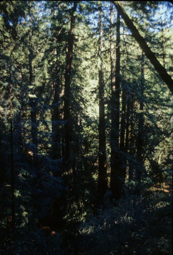 Yet more redwoods at Muir Wood